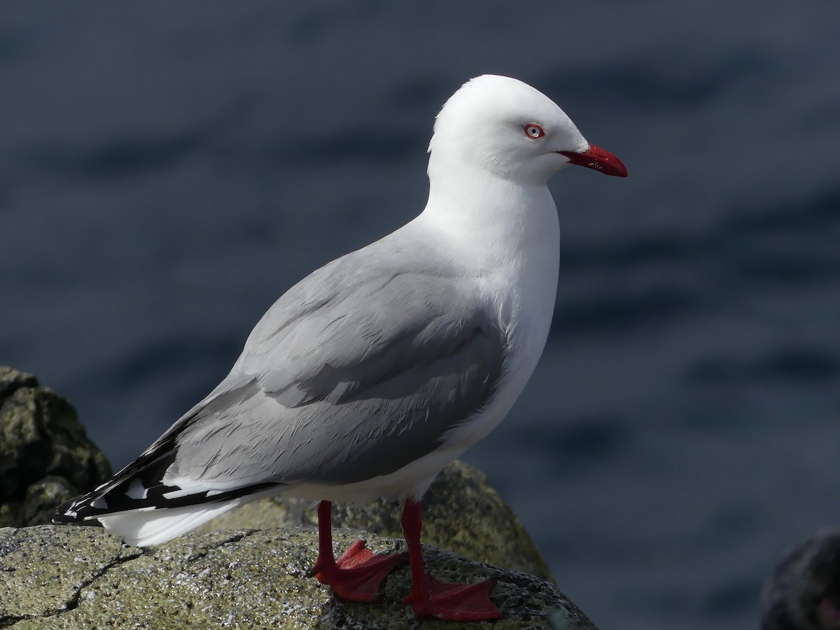 Silver Gull (Red-billed) - Peter Kaestner