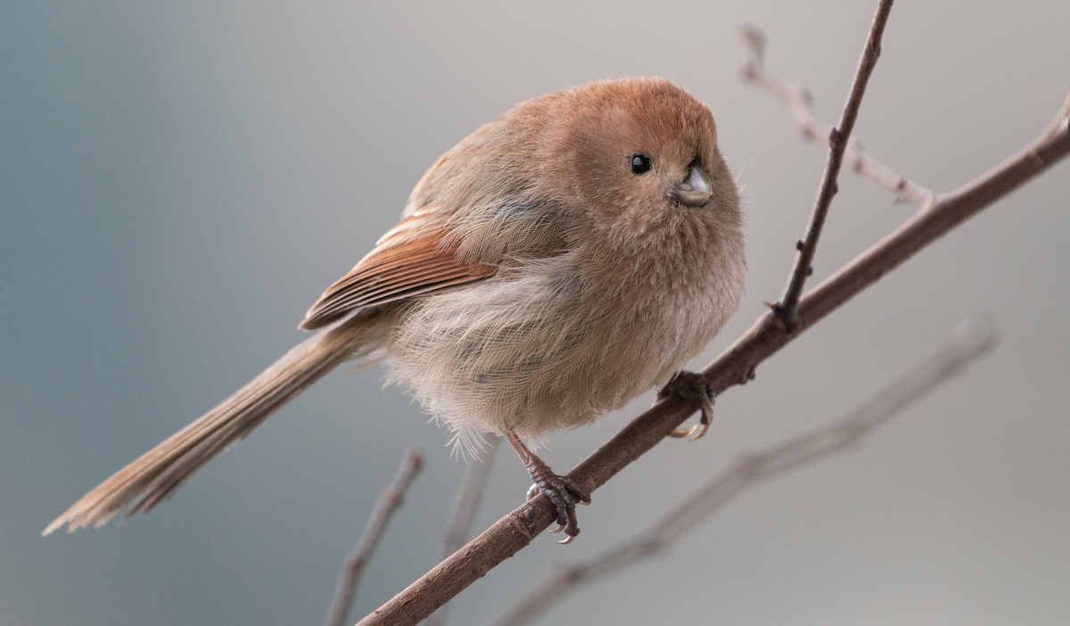 Vinous-throated Parrotbill - Andy Lee