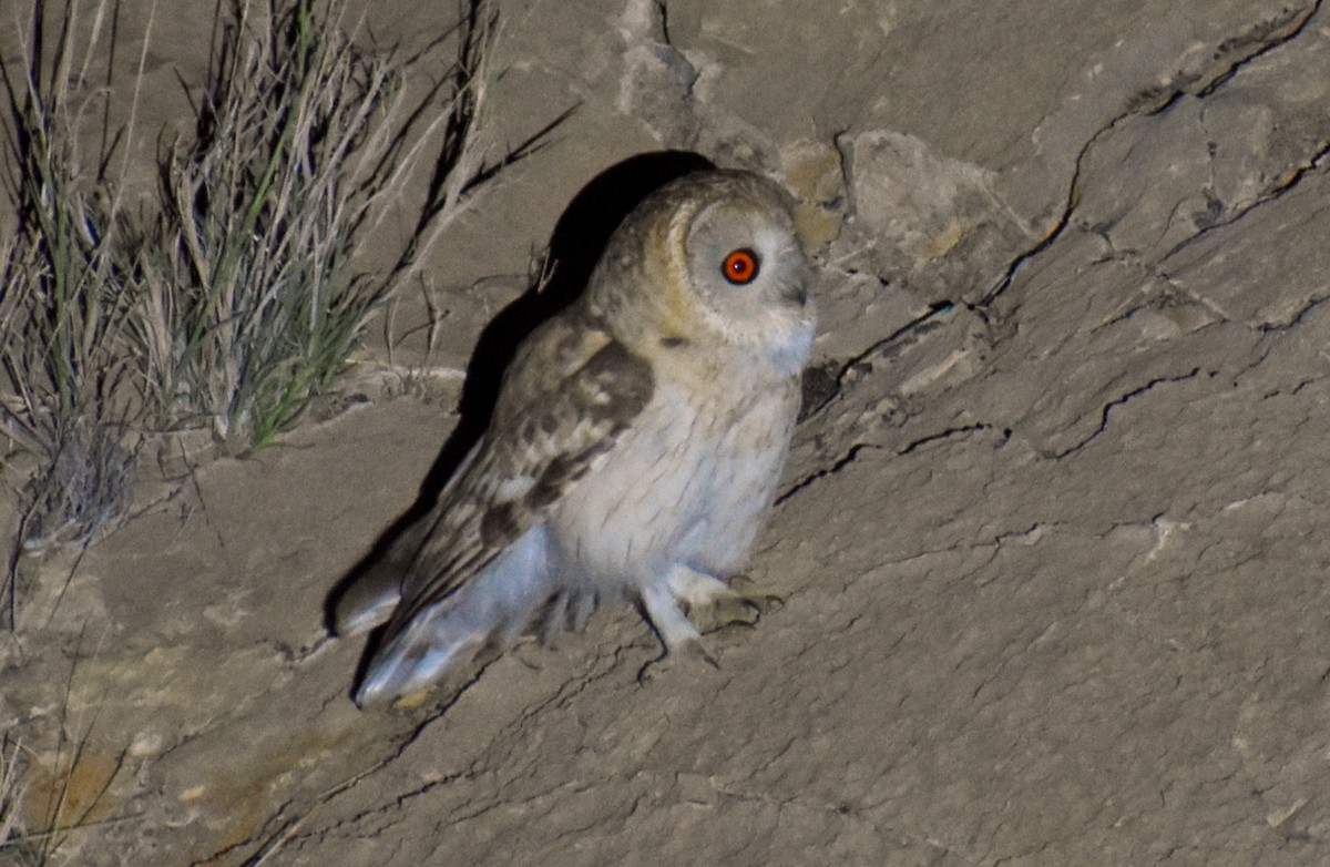 Omani Owl - Eisa Pourdoust