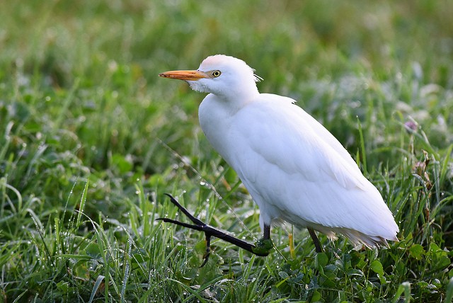 Western Cattle Egret - Mike Charest