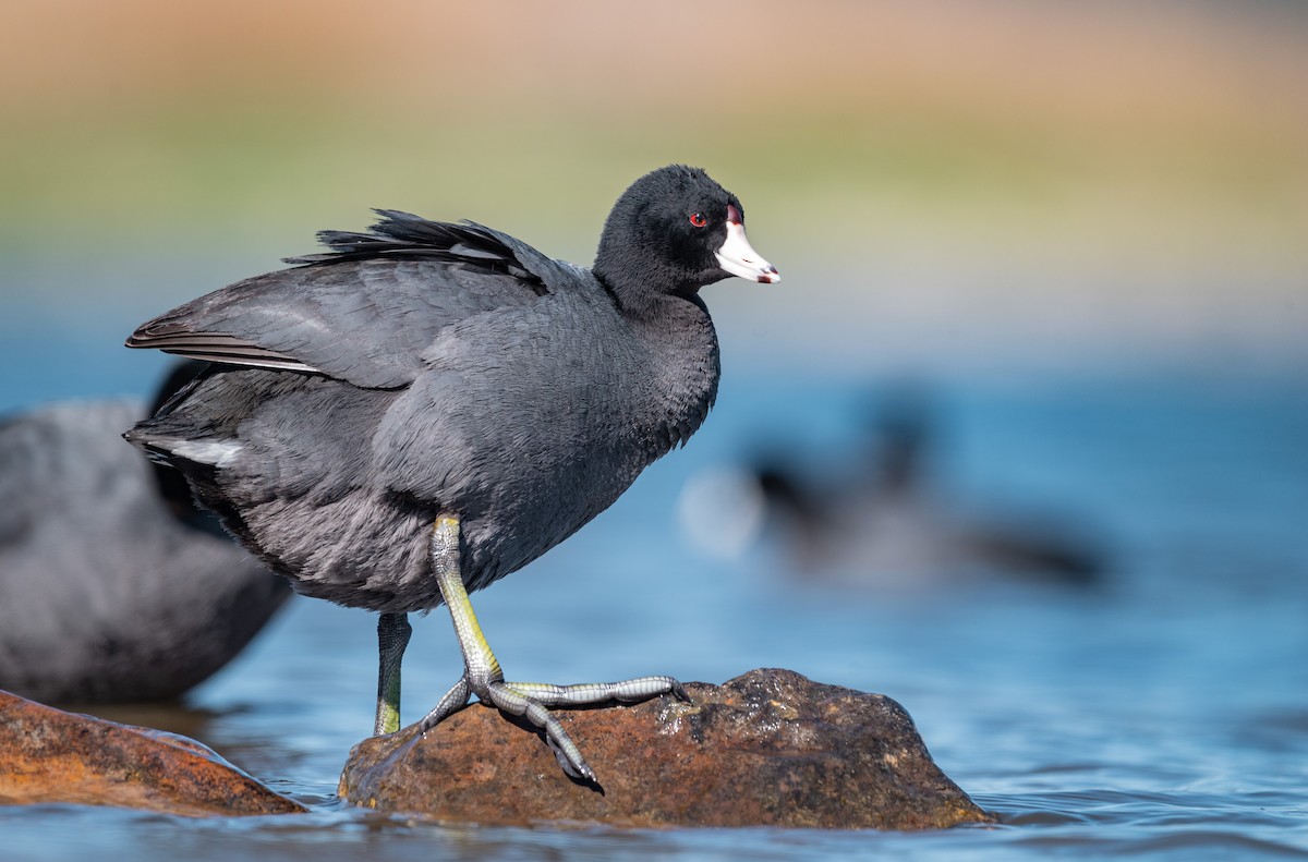 American Coot (Red-shielded) - ML420011241