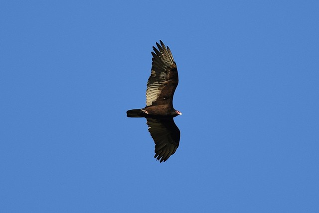Turkey Vulture - Mike Charest