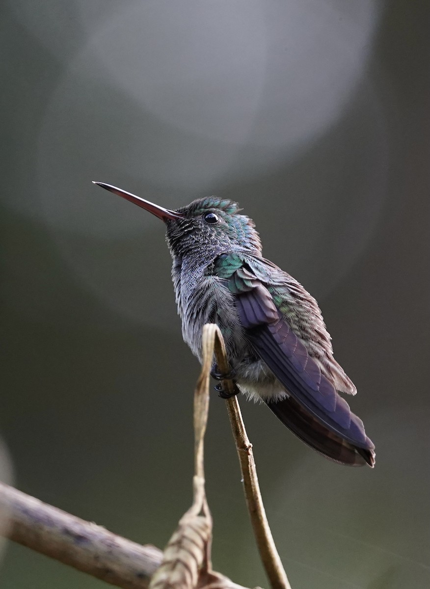 kolibřík modroprsý - ML420013261