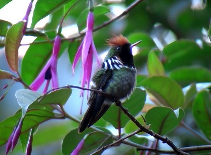 Frilled Coquette - ML420013881