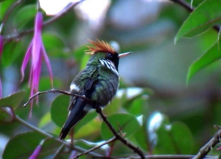 Frilled Coquette - ML420013891