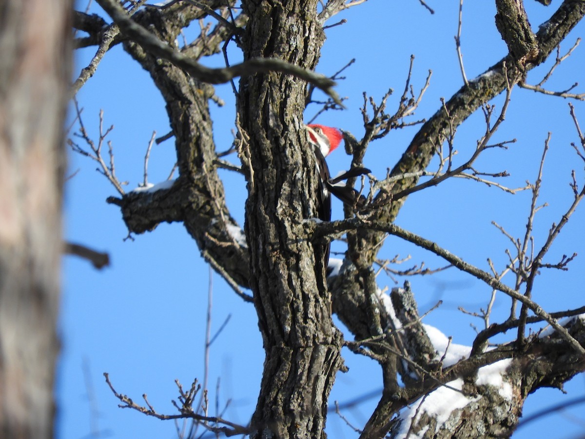 Pileated Woodpecker - ML420018591