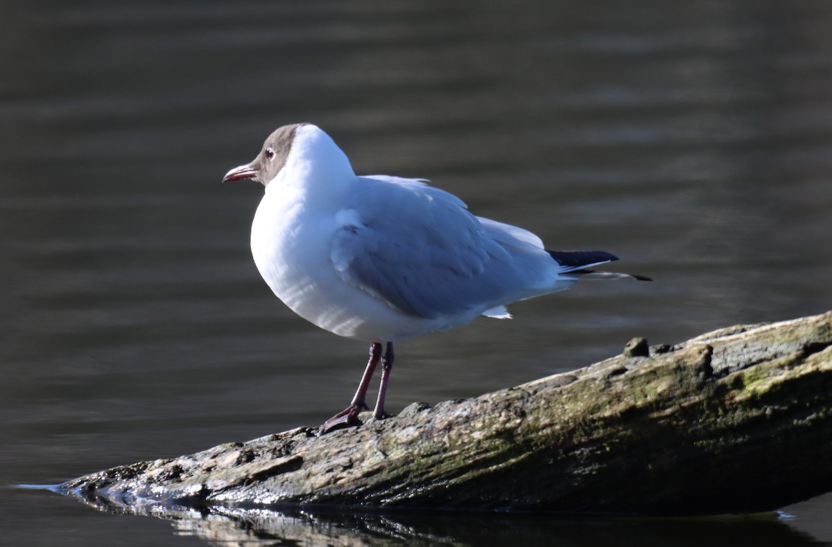 Mouette rieuse - ML420020231