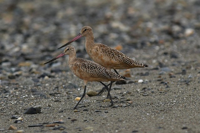 Marbled Godwit - Mike Charest