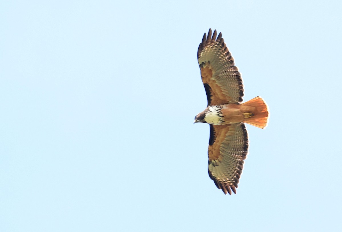 Red-tailed Hawk (costaricensis) - ML420023981
