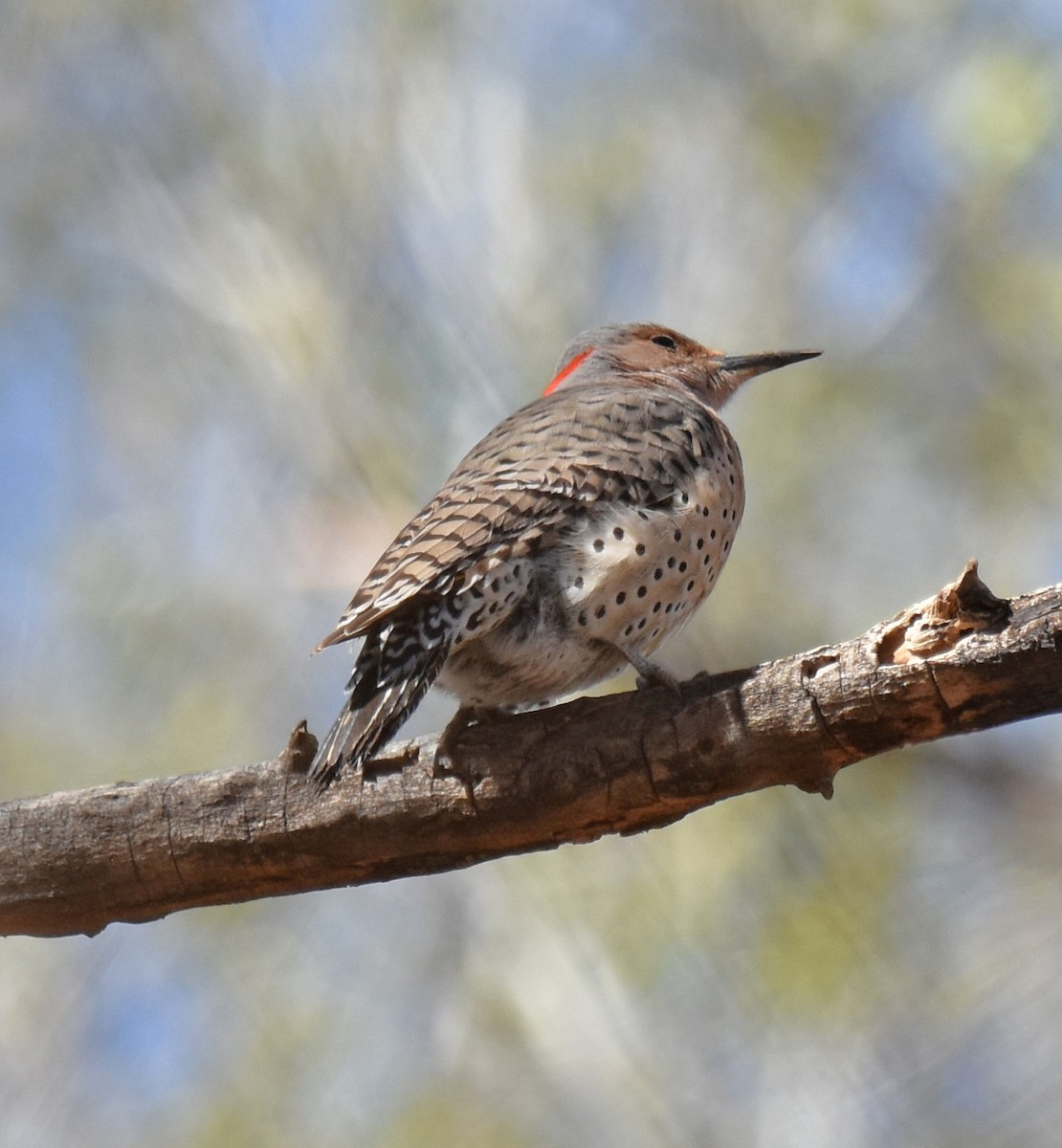 Northern Flicker (Yellow-shafted) - ML420037681