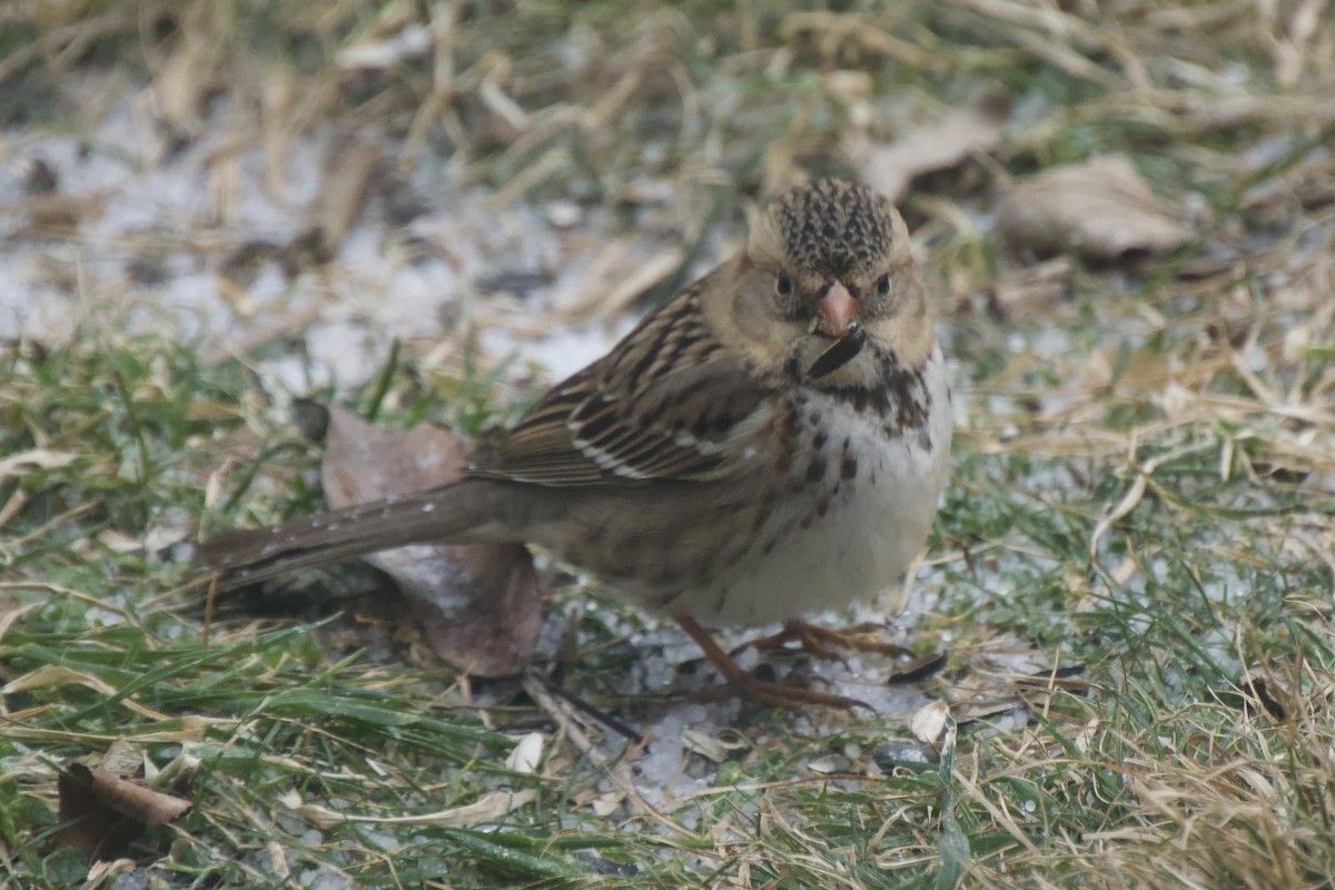 Harris's Sparrow - Leslie Ford