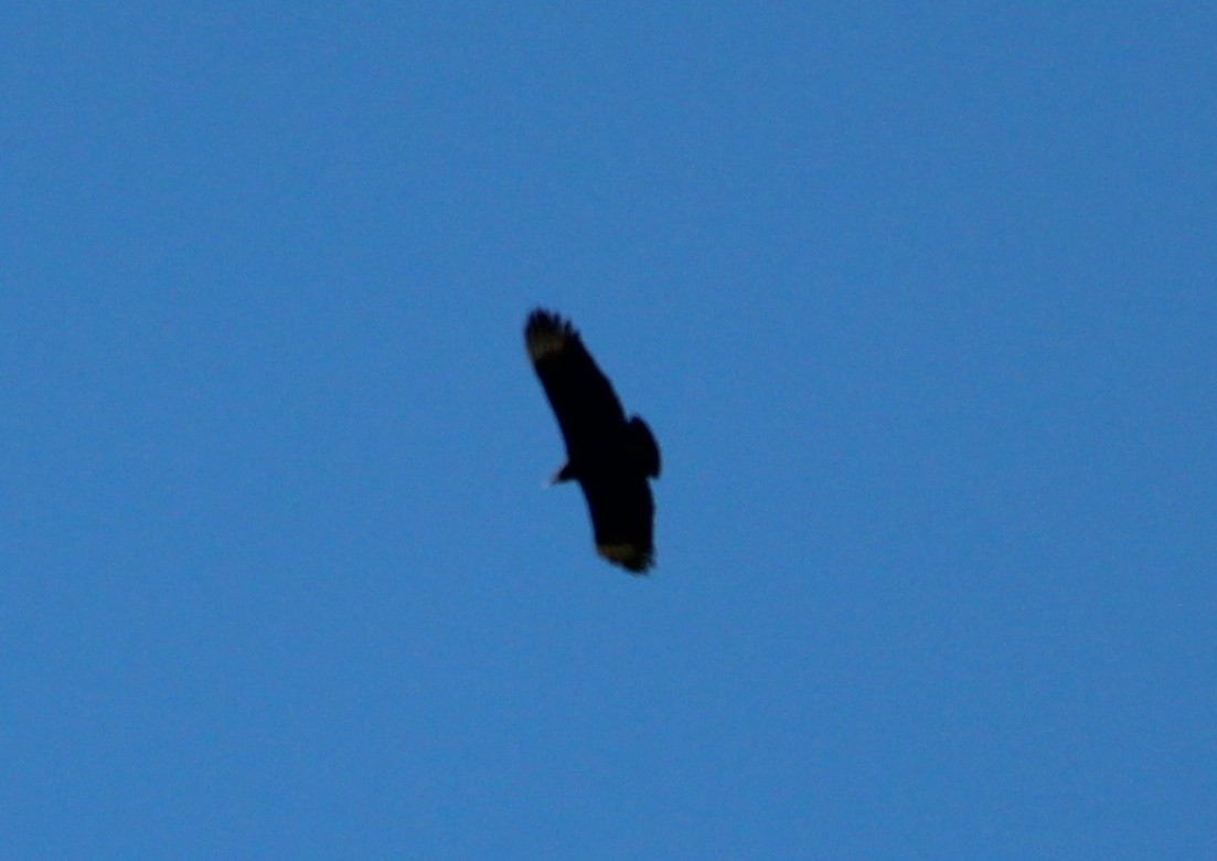 Black Vulture - ML42004401