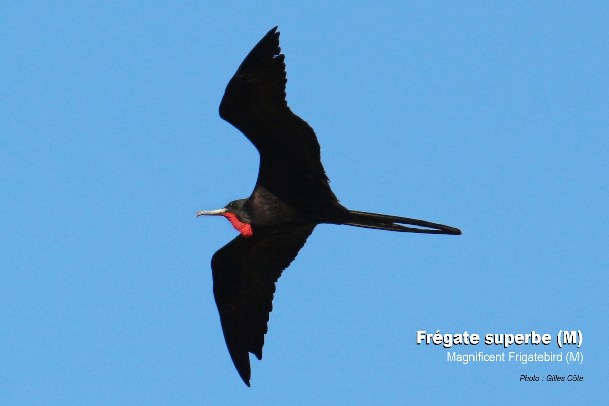 Magnificent Frigatebird - ML420047031