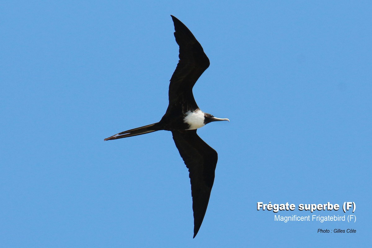 Magnificent Frigatebird - ML420047081