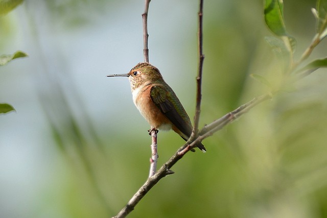 Rufous Hummingbird - ML42004731