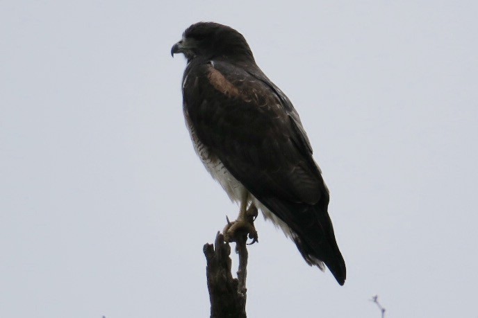 White-tailed Hawk - Marbry Hopkins