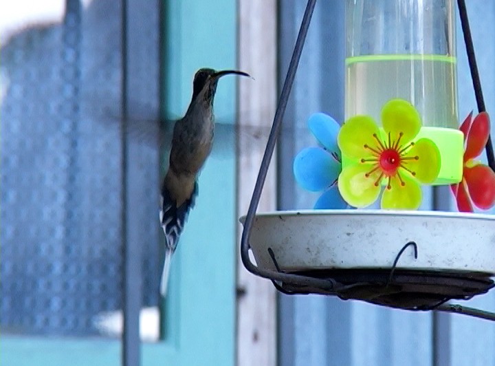 kolibřík šupinkohrdlý - ML420053301