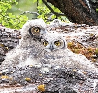 Lesser Horned Owl - ML420055441