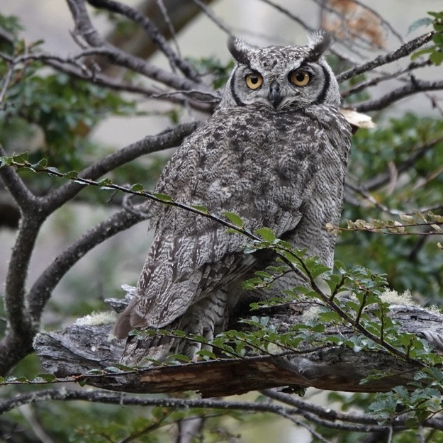 Lesser Horned Owl - ML420055481