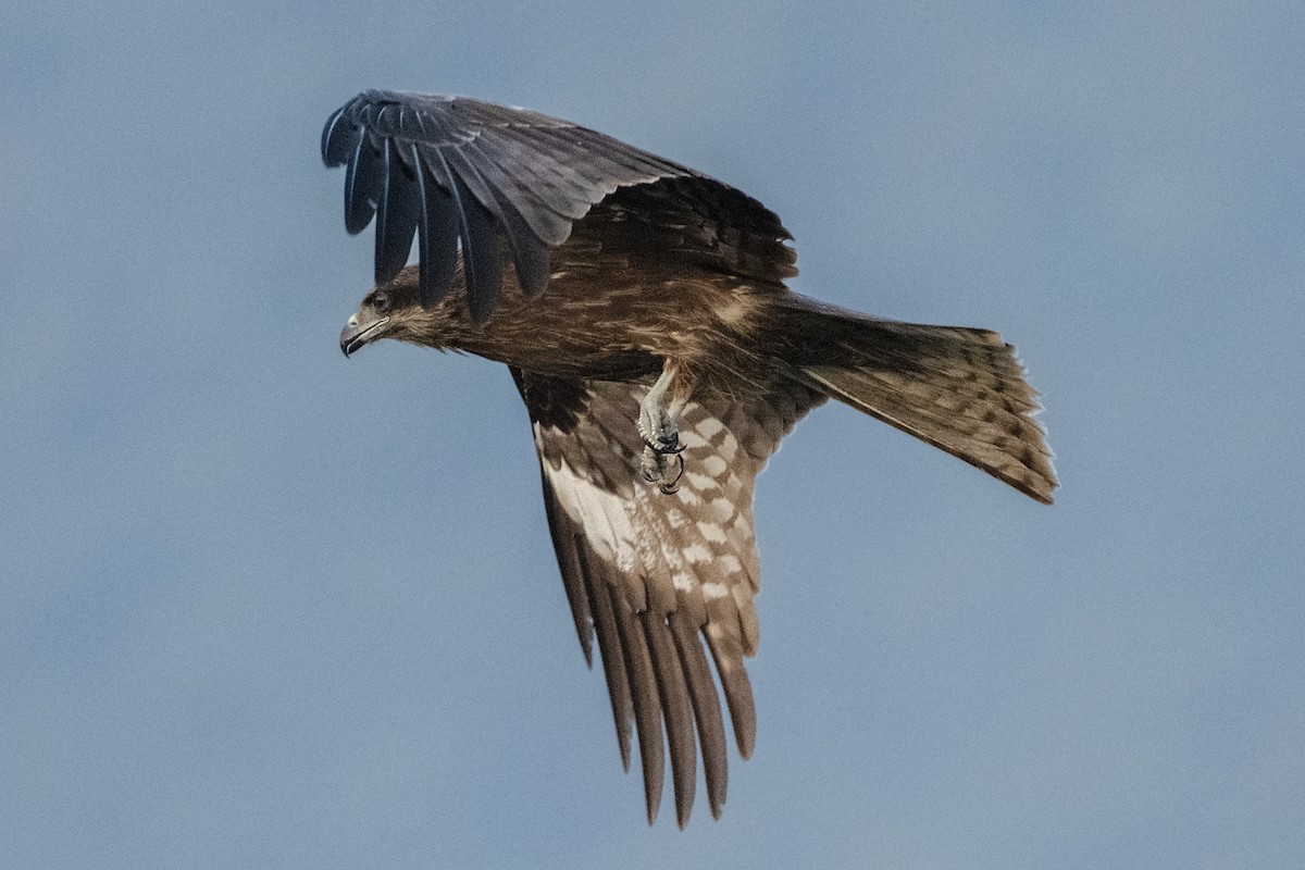 eBird Checklist - 26 Feb 2022 - Sai Kung Harbour - 5 species