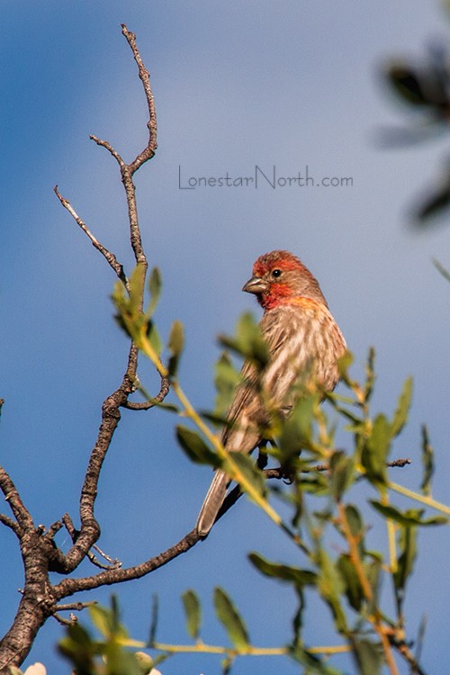 House Finch - Mike Smeets
