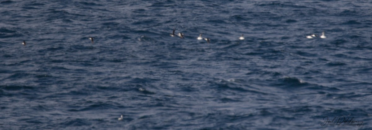 Thick-billed Murre - ML420070551