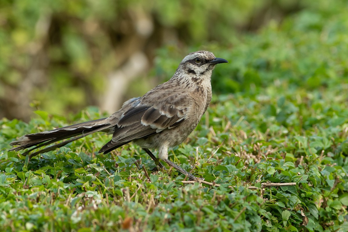 Long-tailed Mockingbird - ML420073791