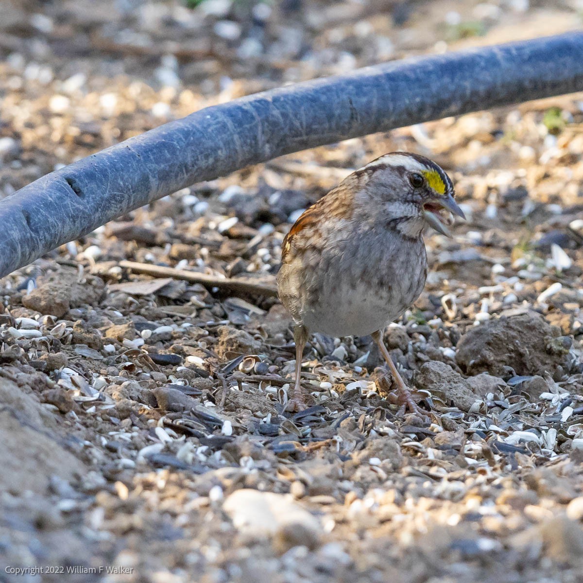 White-throated Sparrow - ML420078671
