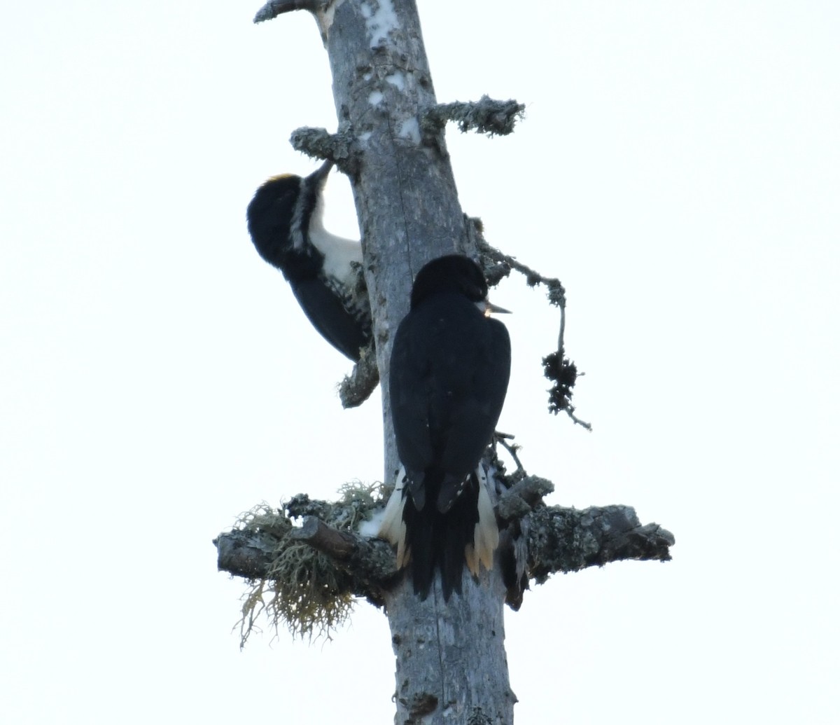 Black-backed Woodpecker - ML420080381