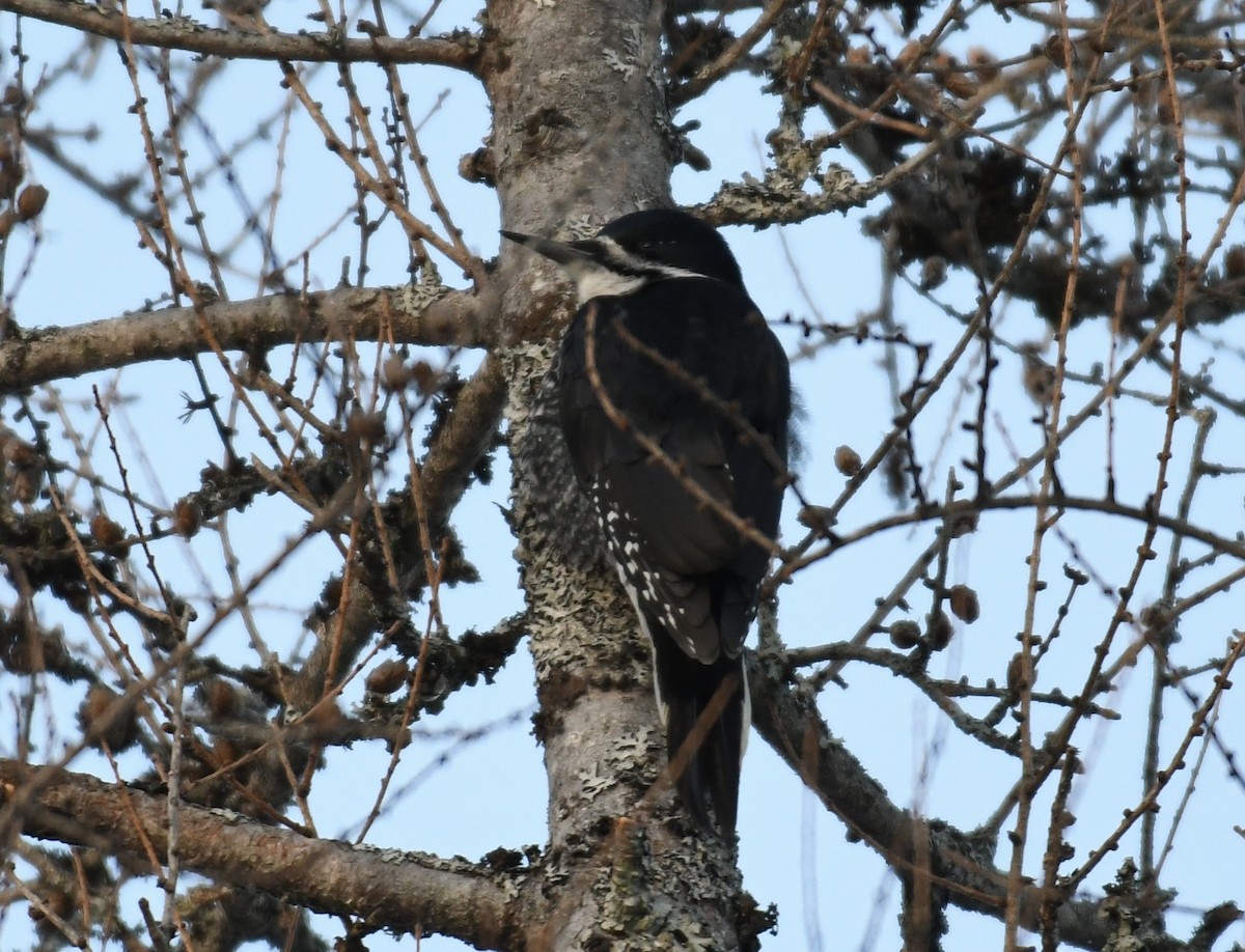 Black-backed Woodpecker - ML420080481