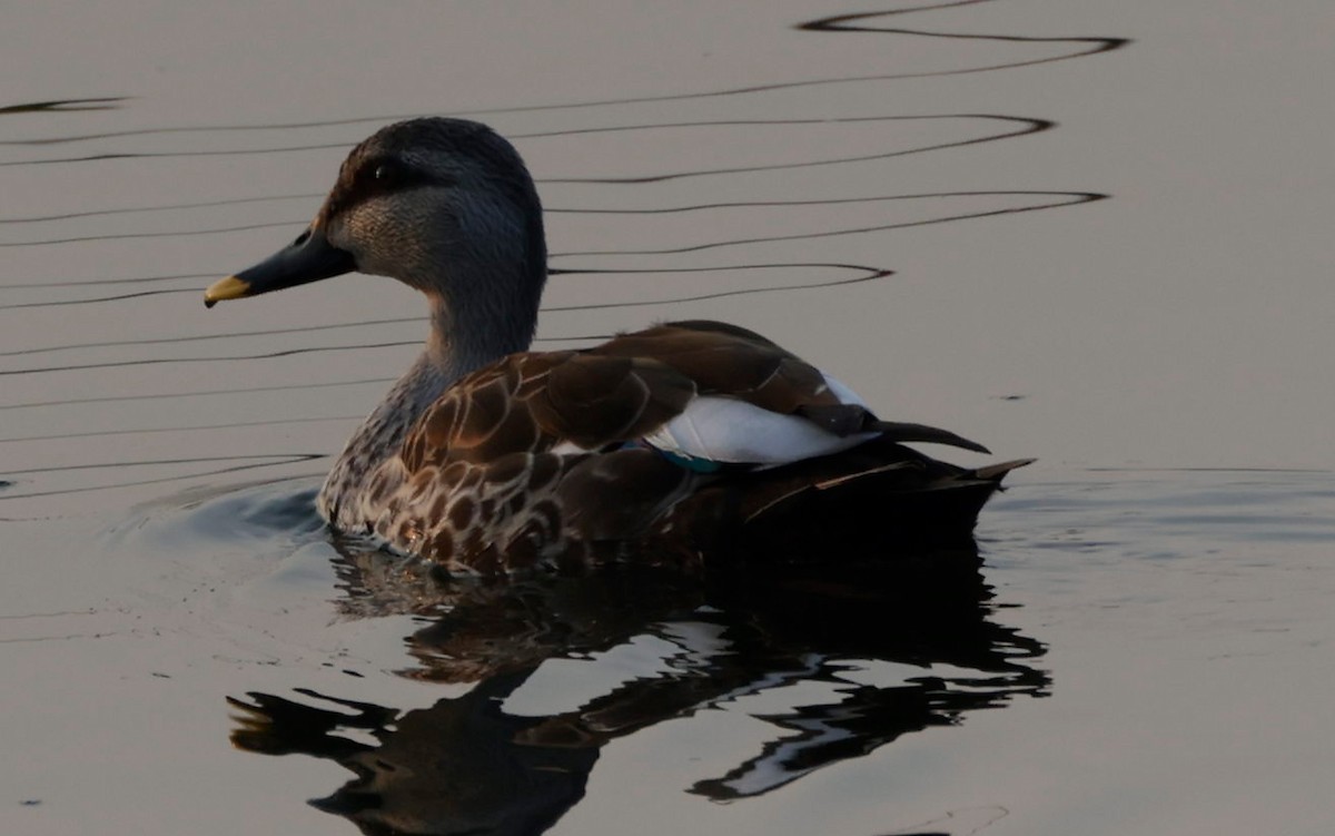 Indian Spot-billed Duck - Phani krishna Ravi