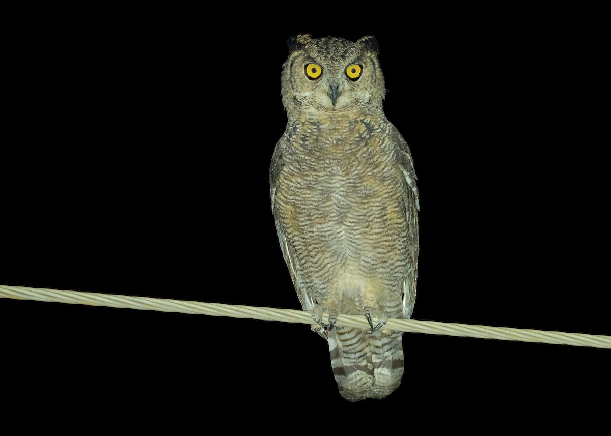 Arabian Eagle-Owl - ML420083491