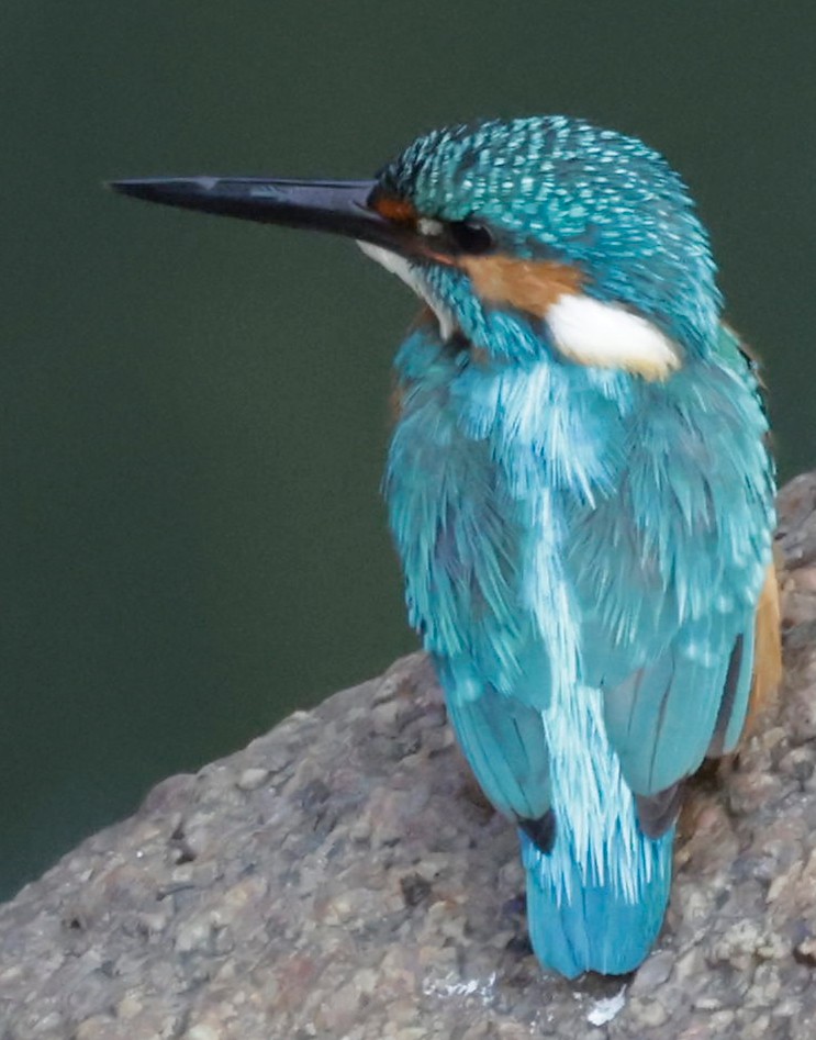 Common Kingfisher - Phani krishna Ravi