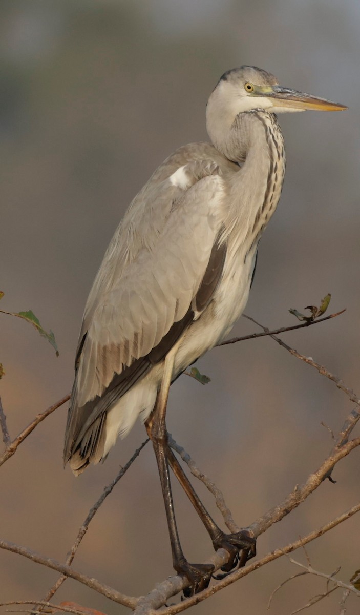 Gray Heron - Phani krishna Ravi
