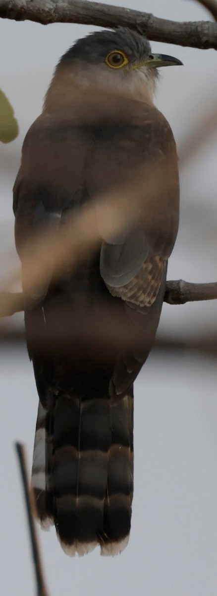Common Hawk-Cuckoo - ML420085561