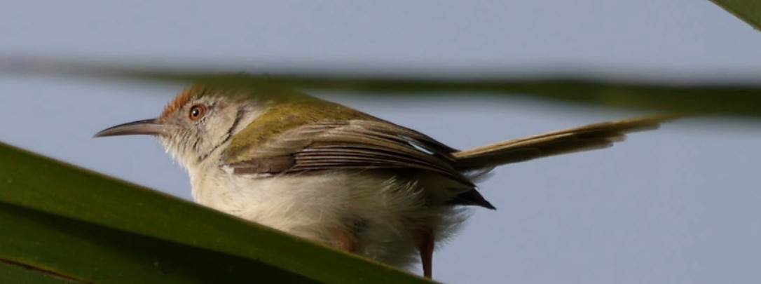 Common Tailorbird - Phani krishna Ravi