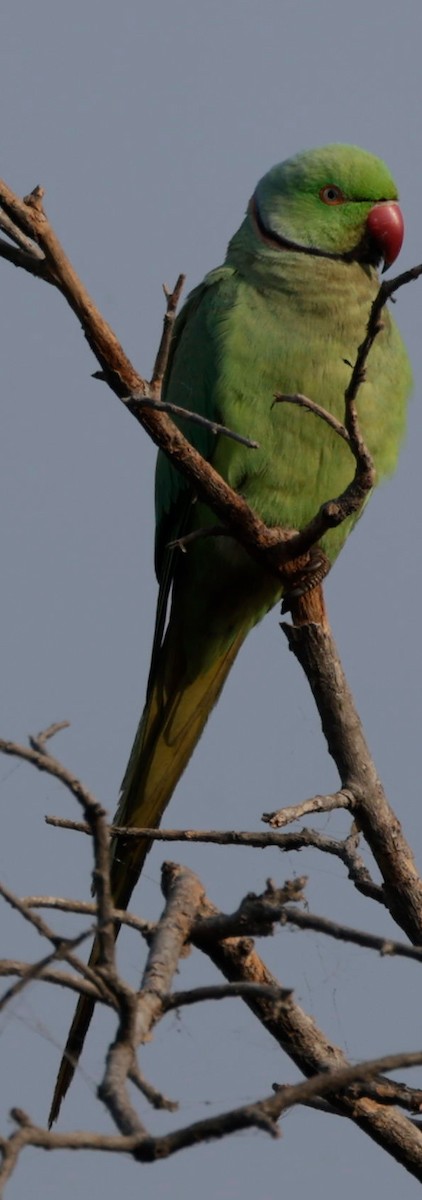 Rose-ringed Parakeet - Phani krishna Ravi