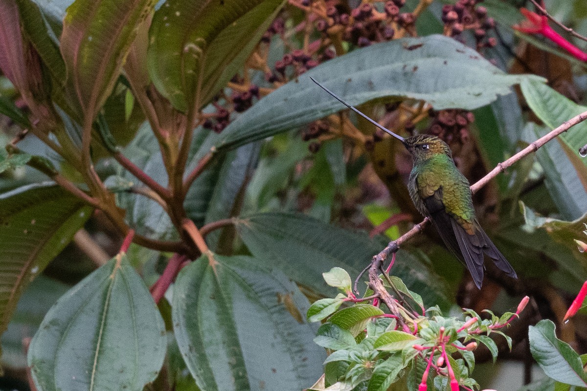 Sword-billed Hummingbird - Ben  Lucking