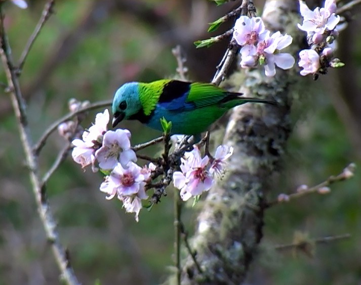 Green-headed Tanager - ML420093911