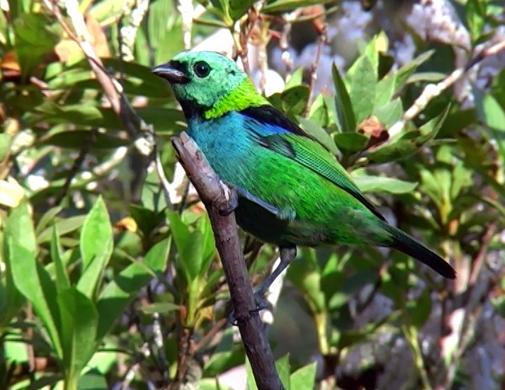 Green-headed Tanager - ML420093921
