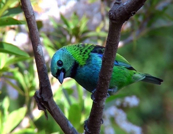 Green-headed Tanager - ML420093931