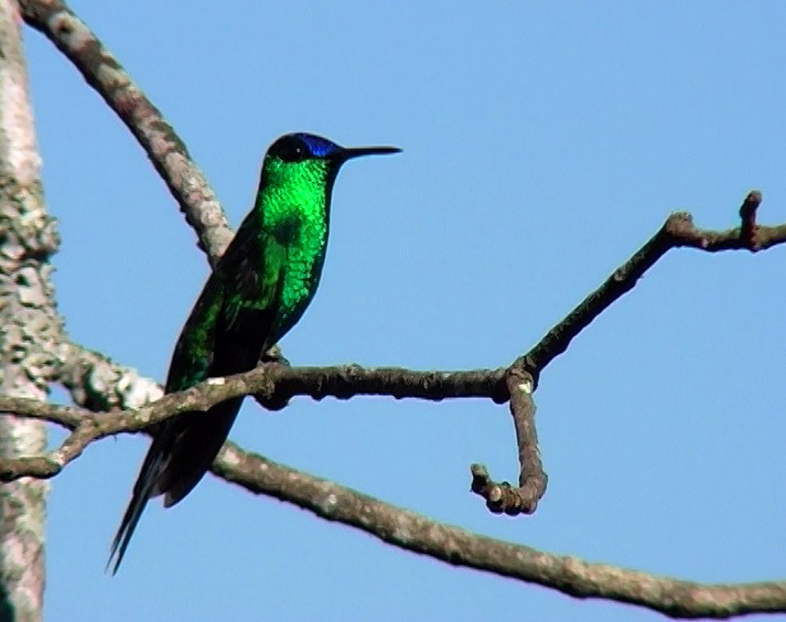 kolibřík fialovotemenný - ML420096111