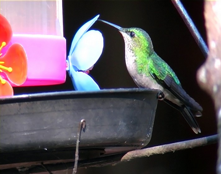 kolibřík fialovotemenný - ML420096131