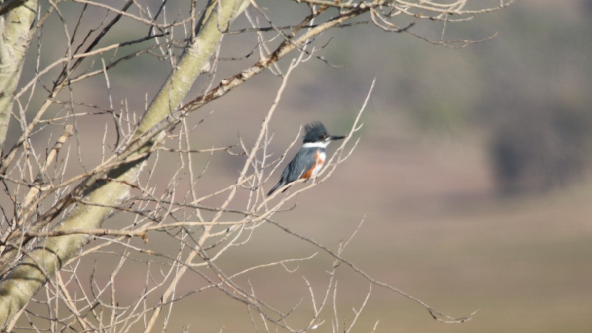 Belted Kingfisher - ML420096701