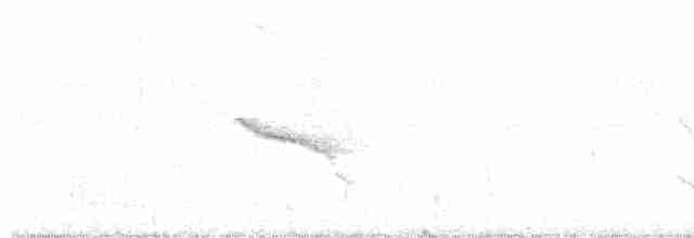 Кущівник-тонкодзьоб - ML420103031