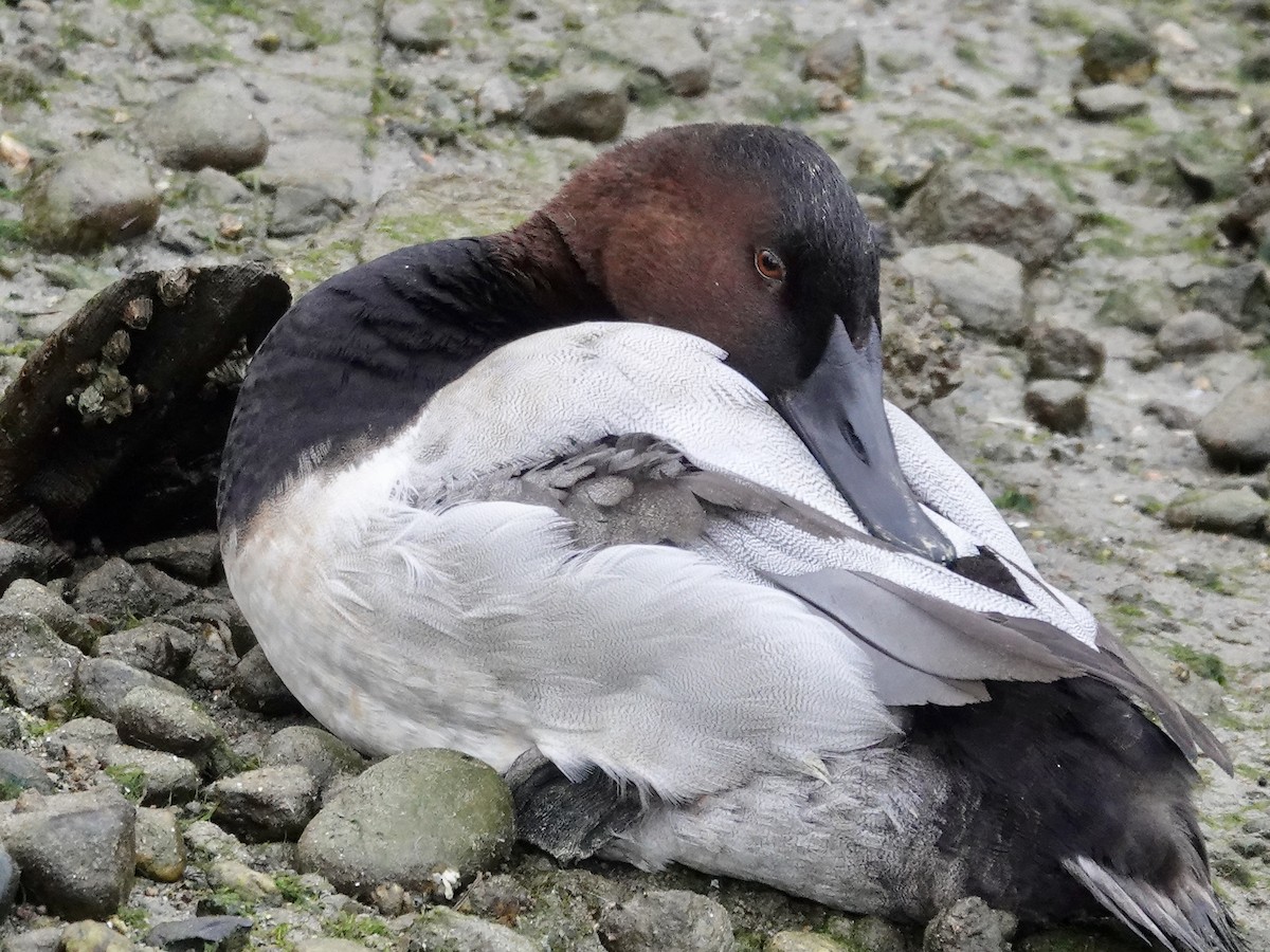 Canvasback - Quentin Brown