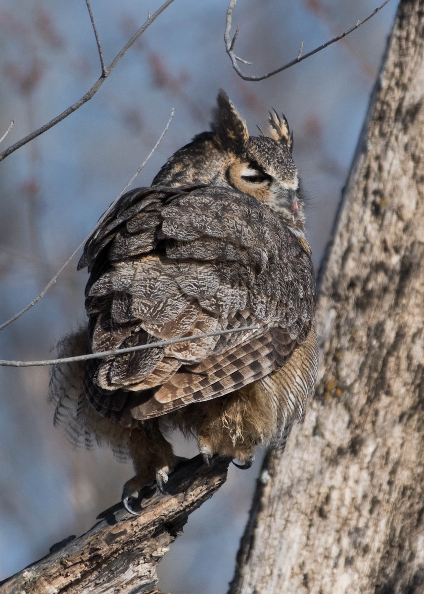 Great Horned Owl - ML420112261