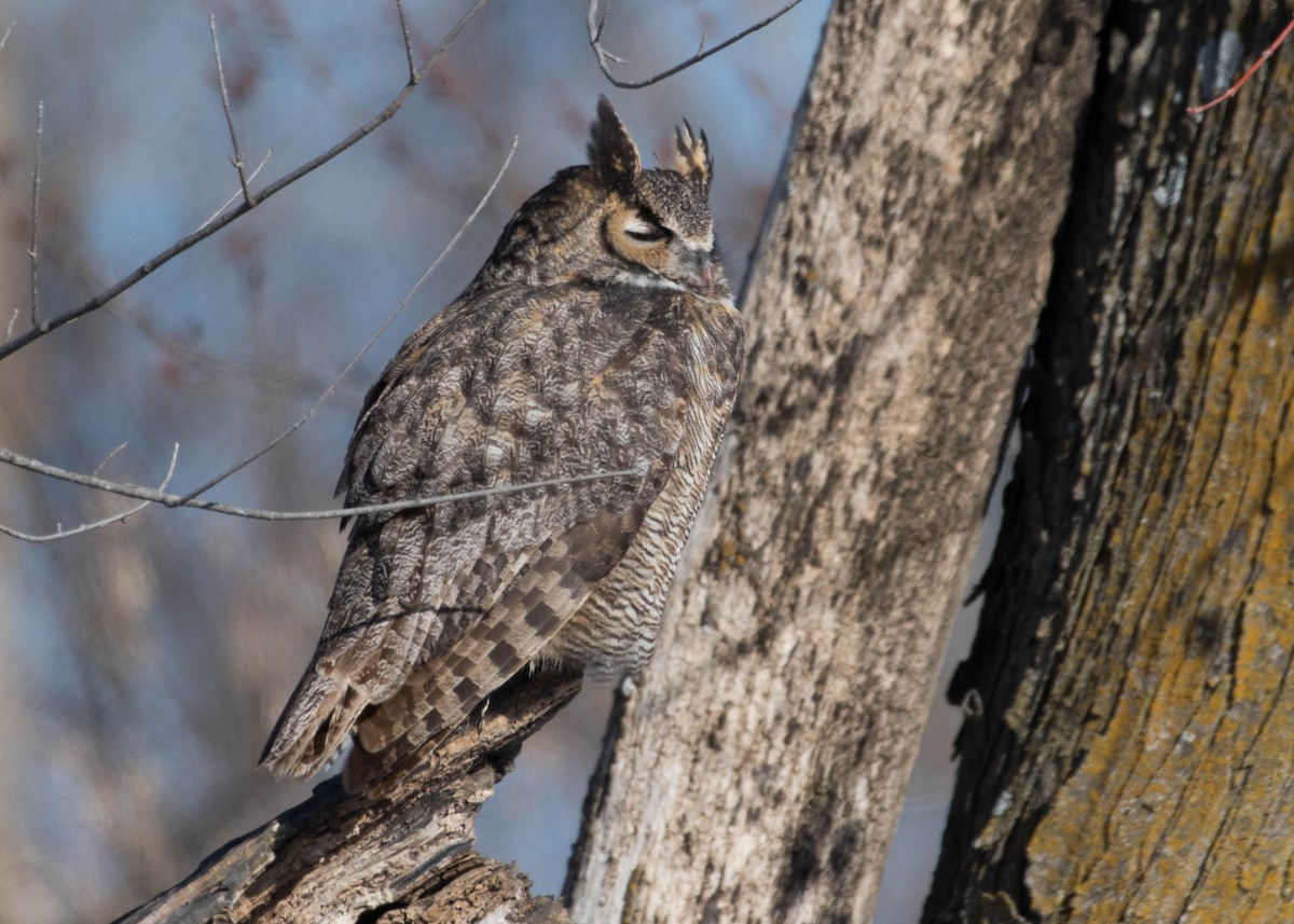 Great Horned Owl - ML420112331