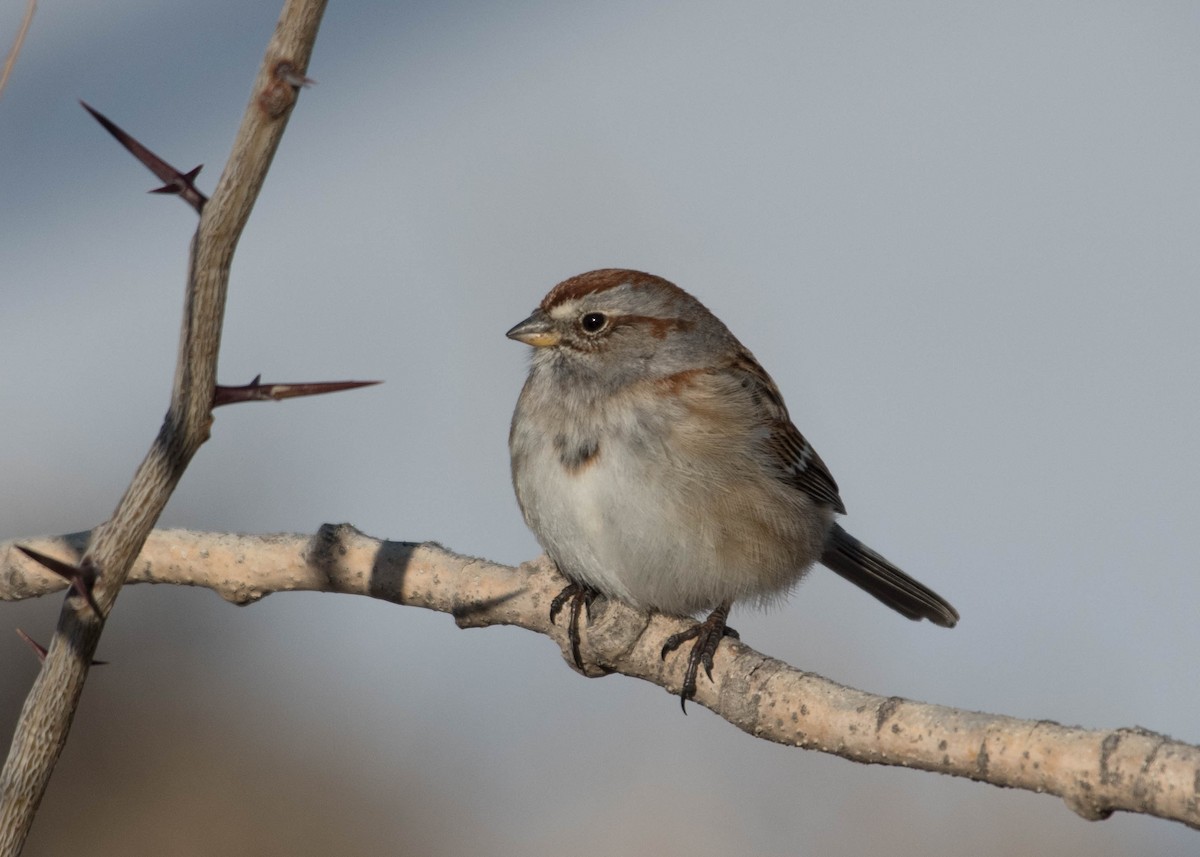 American Tree Sparrow - ML420112491