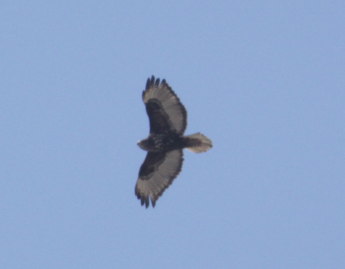 Red-tailed Hawk (Harlan's) - ML420112811
